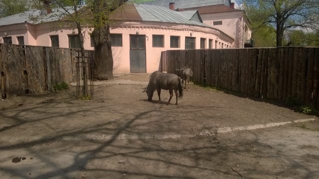Зоопарк-1