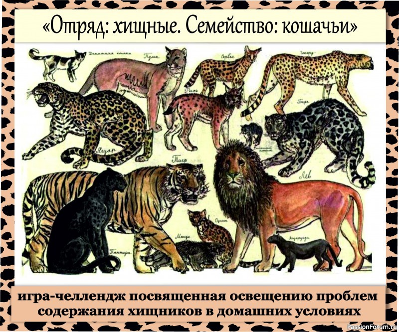 Неоднозначный итог конкурса - челленджера &quot;Отряд хищные. Семейство кошачьи&quot;.