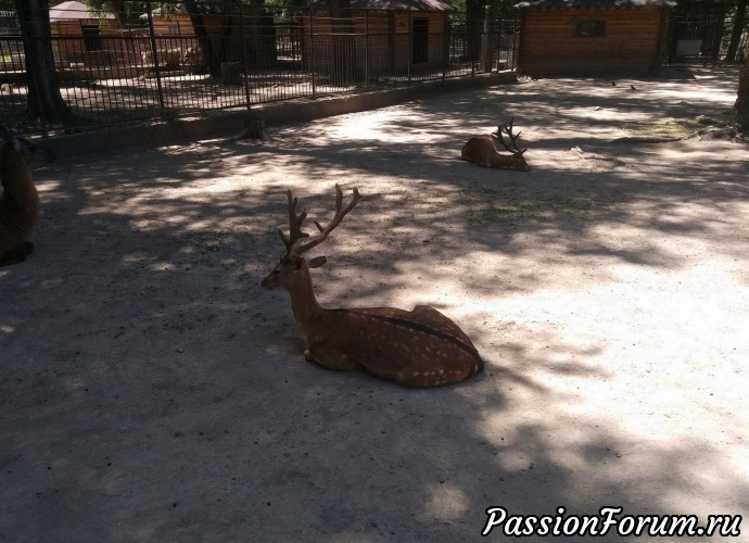 Лето. Алмаатинский зоопарк