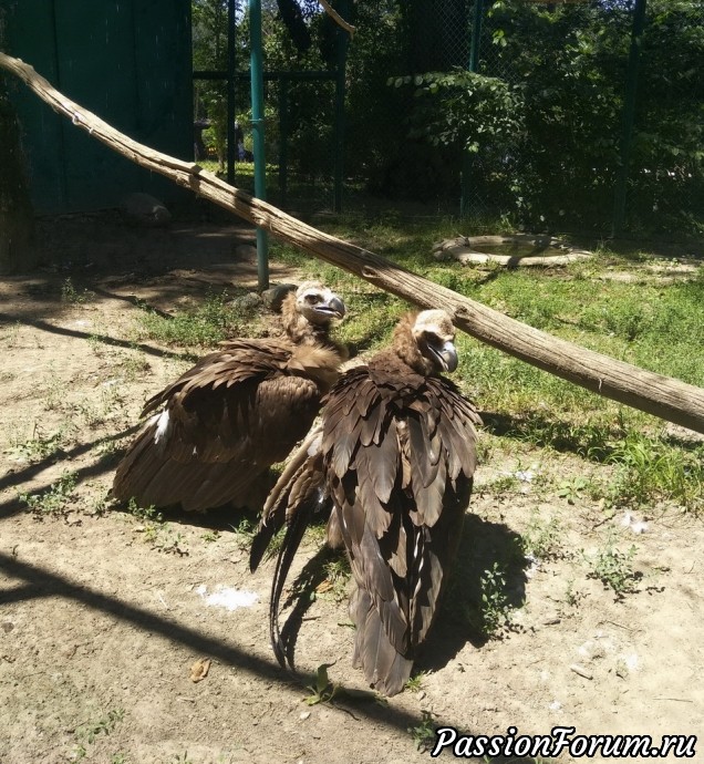 Лето. Алмаатинский зоопарк