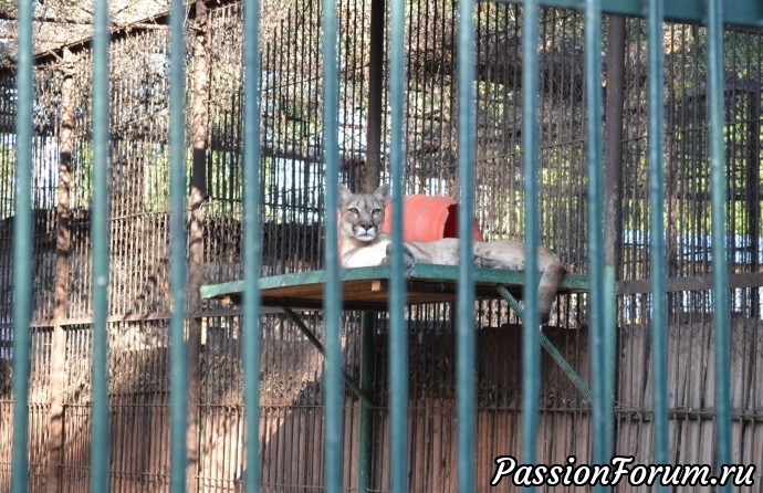 Лето Алмаатинский Зоопарк.