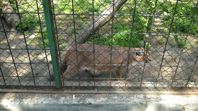 Зоопарк-1