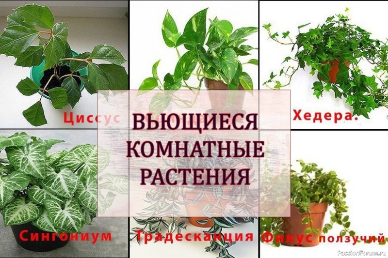 Вьющиеся комнатные растения