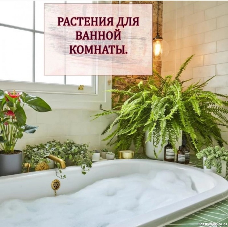 Комнатные растения для ванной комнаты