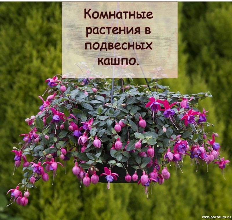 Комнатные растения в подвесных кашпо