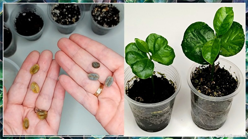 Как вырастить свое собственное кофейное дерево из семян