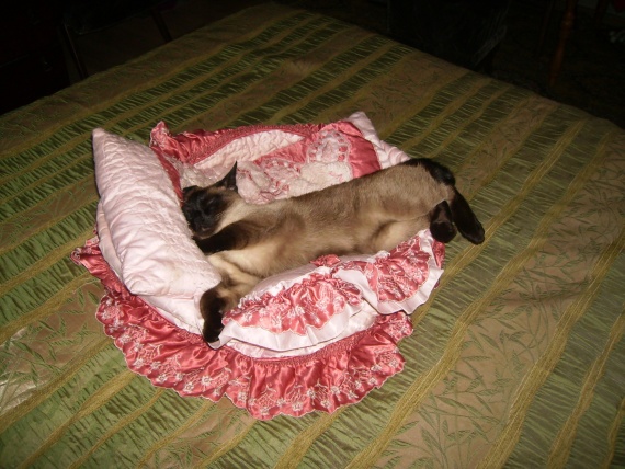 Котейкина квартирка