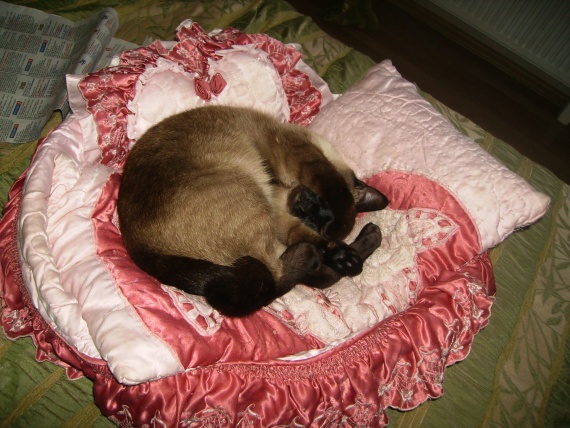 Котейкина квартирка