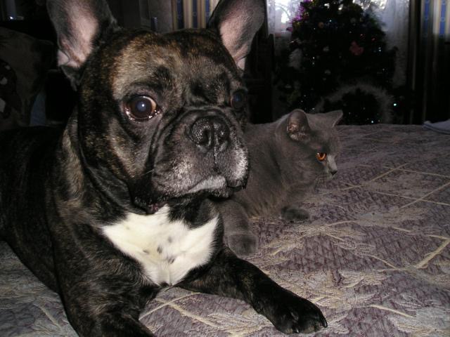 Мои любимые четвероногие!