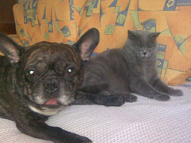 Мои любимые четвероногие!