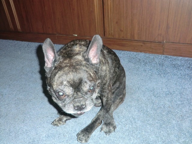 Мои любимые четвероногие!