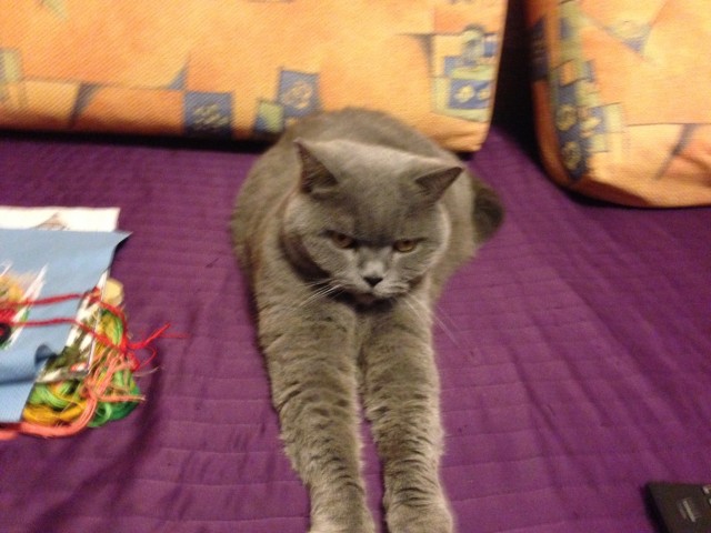 Мои любимые четвероногие!