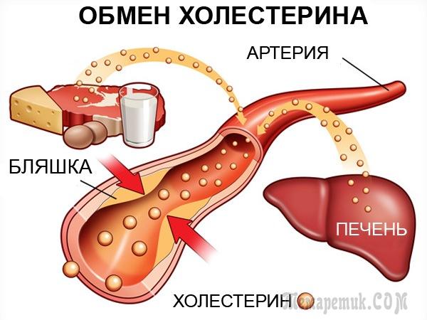 Все про холестерин: норма в крови, советы и рекомендации, как снизить.