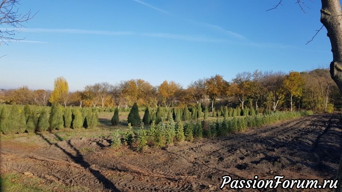 Прогулки на природе. часть 3 - Перкальский питомник