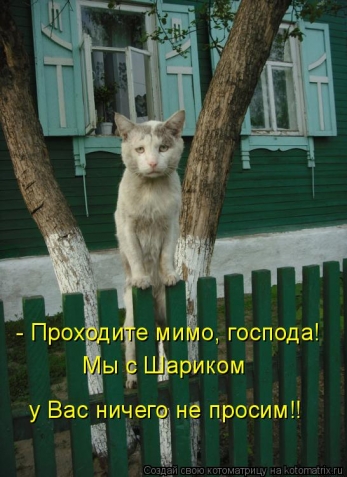 Котоматрица