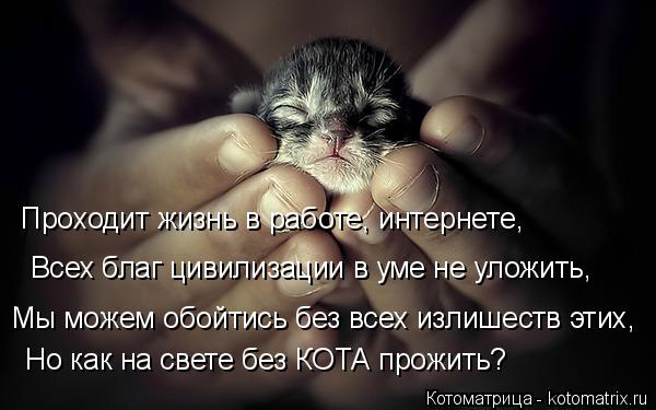 Очередная котоматрица