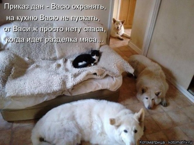 КОТОюмор