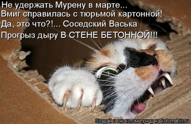 Котоматрица (из интернета)