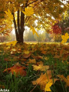 Красотка осень - фото из интернета