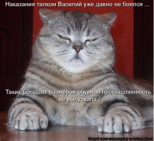 Котоматрица . Юмор (из интернета)