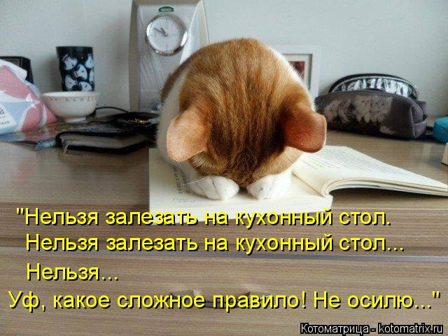 Юмор+котоматрица