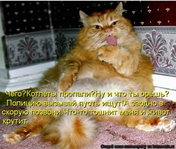 Юмор+котоматрица