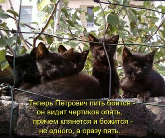 Очередная котоматрица