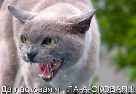 Очередная котоматрица