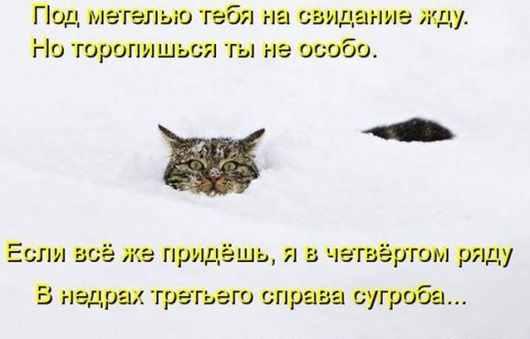 Очередная котоматрица