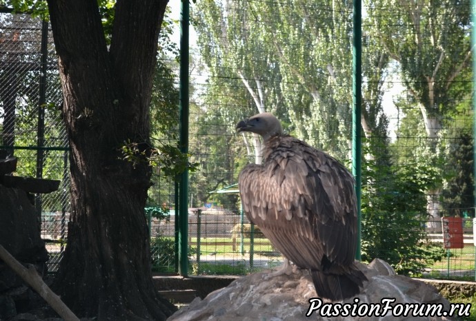 Лето Алмаатинский Зоопарк.