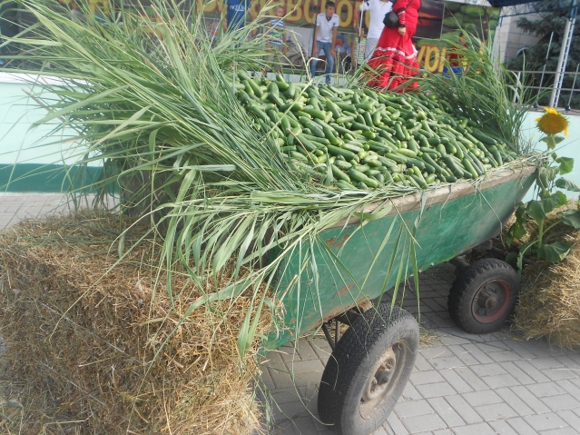 День огурца ))