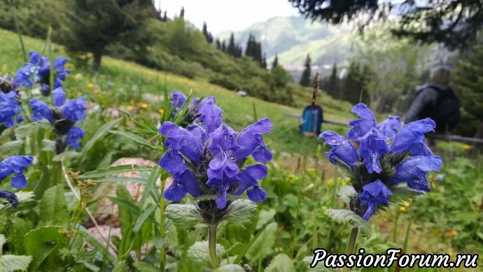 Горная ботаническая экскурсия.