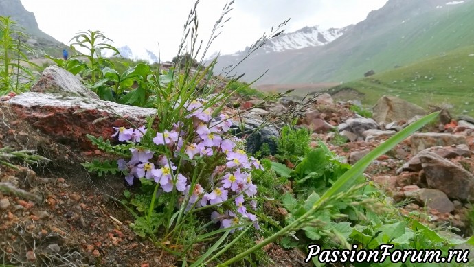 Горная ботаническая экскурсия.