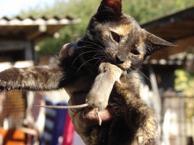 А котяки подрастают.