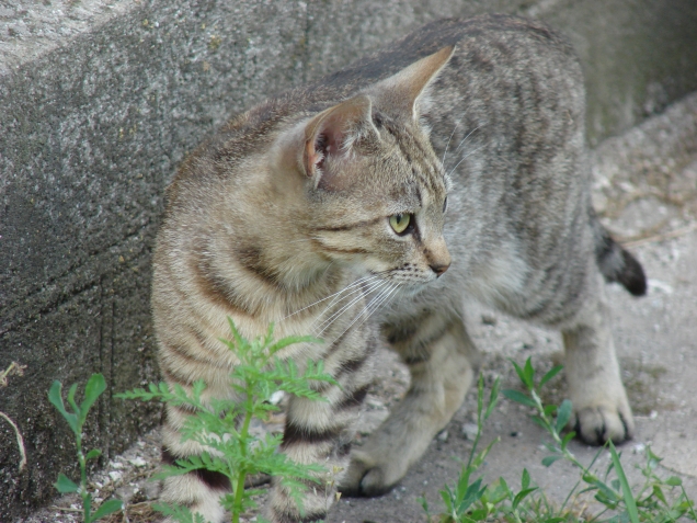 Кошкины, собакины....