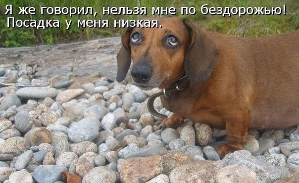 БРАТЬЯ НАШИ МЕНЬШИЕ...чтобы не скучали!