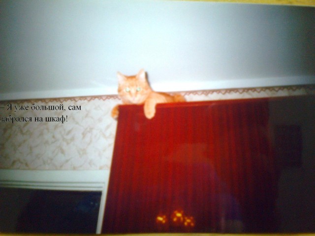 Без кота и жизнь не та