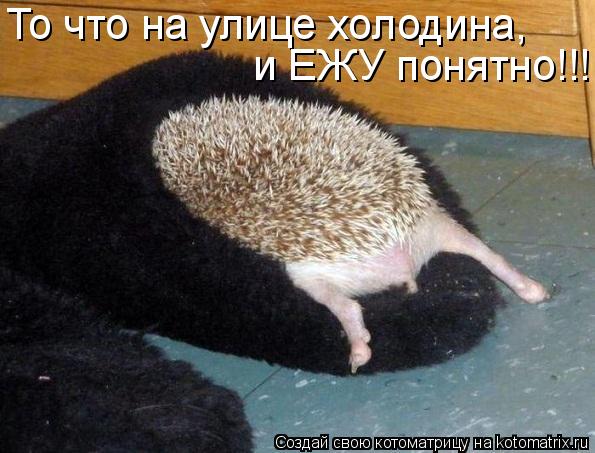 Забавные животные