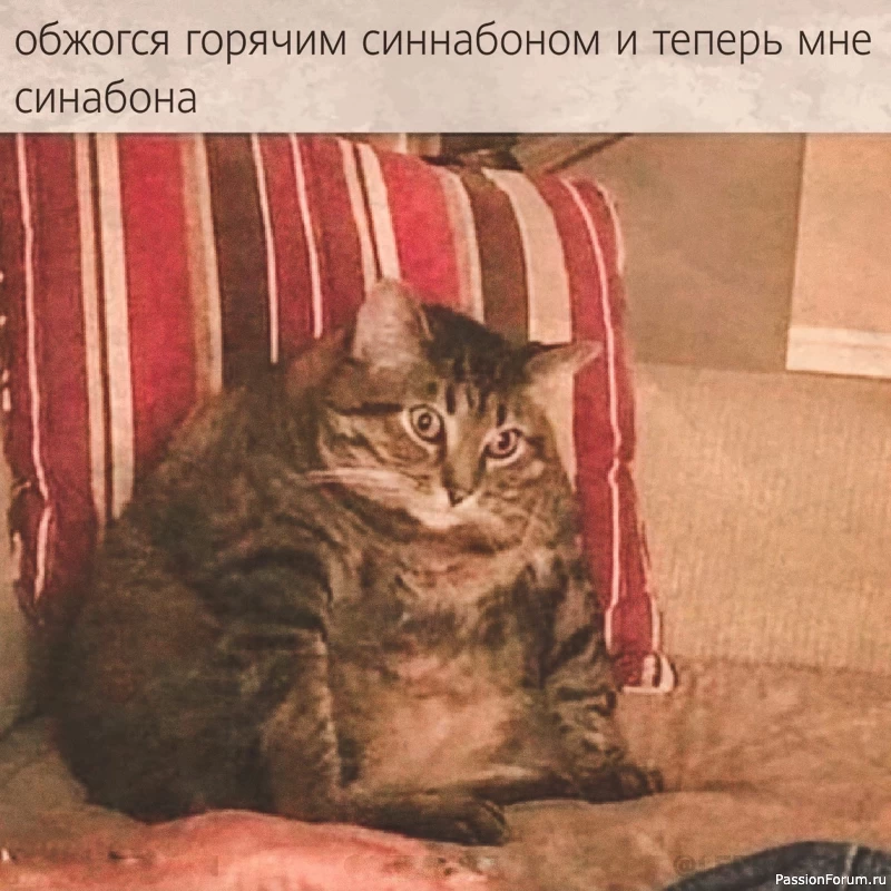 Котов много не бывает...