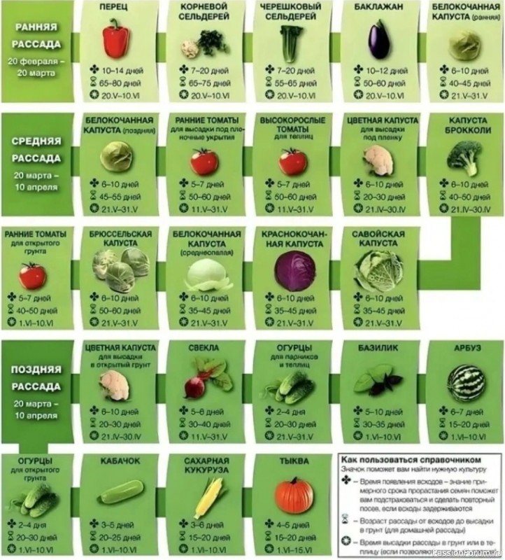 Когда высаживать рассаду. Подробная инфографика