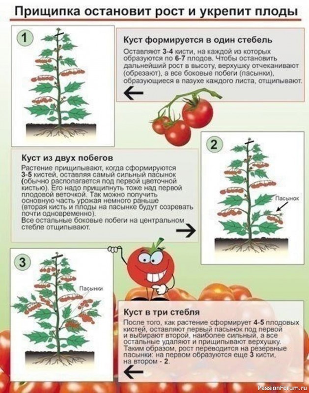 Зачем прищипывают томаты? Советы дачникам