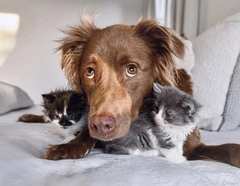 Собаки-сиделки помогли вырастить котят