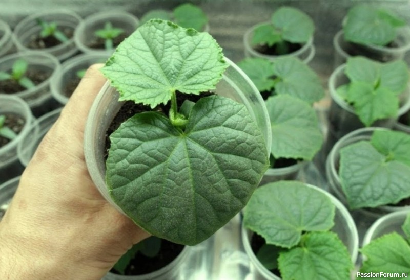 Как вырастить хорошую рассаду огурцов