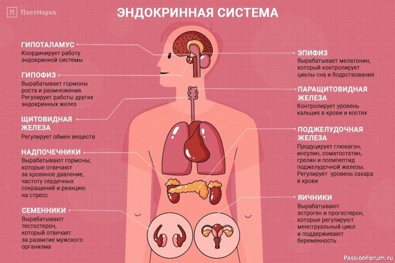 Эндокринная система реагирует на стресс