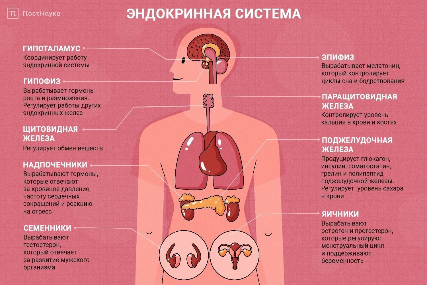 Презентация эндокринная система человека строение и функции