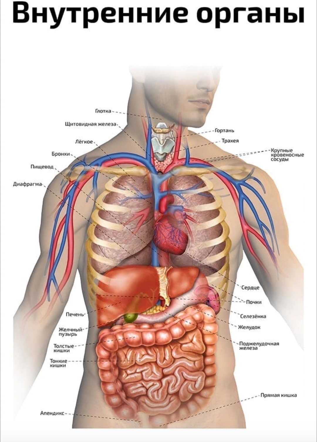 Атлас строения человека внутренние органы