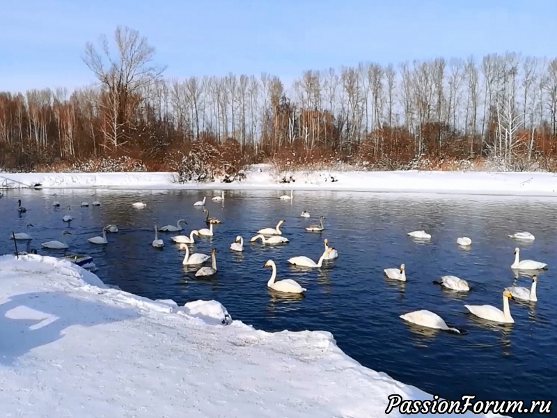 Городские гости из сибирских лесов