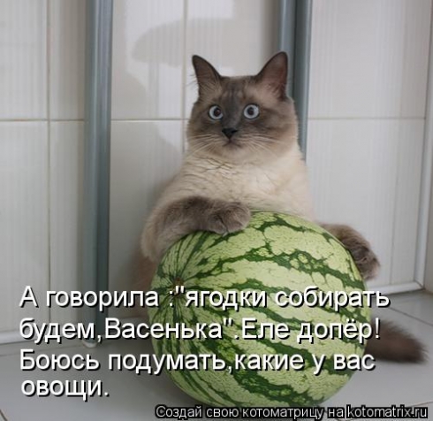 И опять коты...