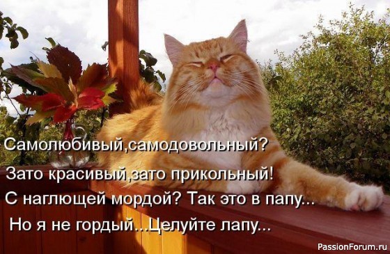 Коты и кошки 5 часть .