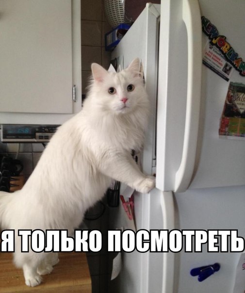 Животные картинки с надписями забавные и классные (28)